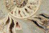 Huge, 13.2" Choffaticeras ("Daisy Flower") Ammonite Half - Madagascar - #199246-1